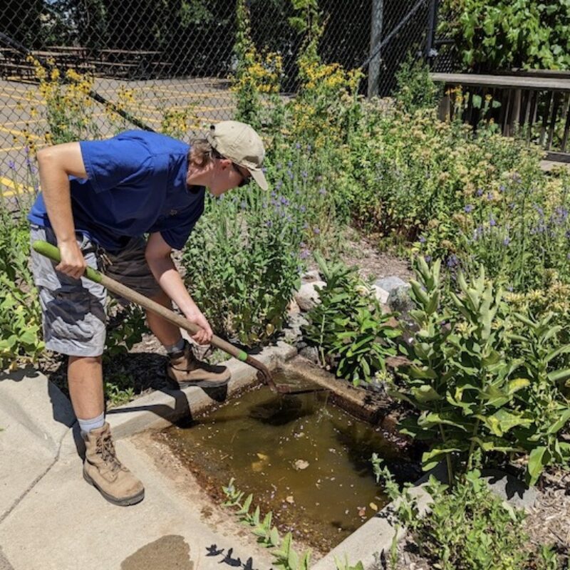 Person cleaning inlet to a rain garden