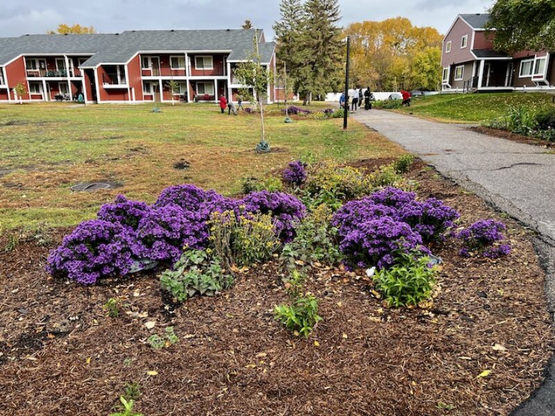 garden with purple and yellow flowers