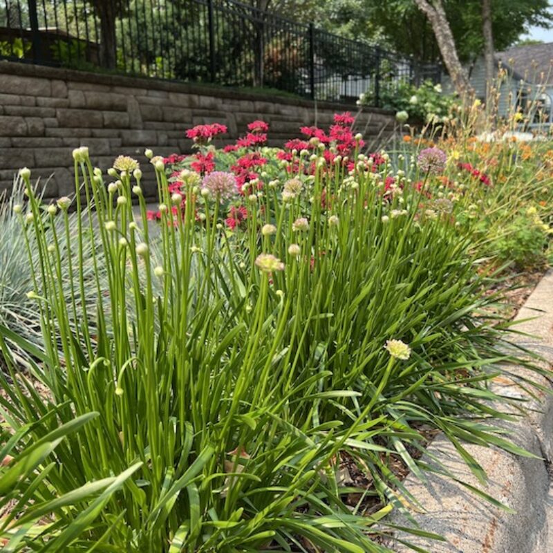 flowering boulevard garden