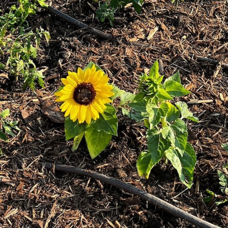 Sunflower planted in ground