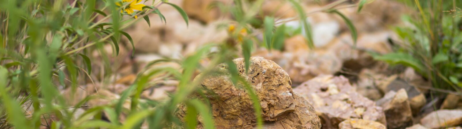 Close up of rocks and yellow native flowers in a rain garden