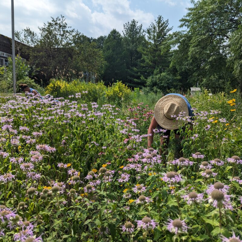 Rain Garden Care for Minneapolis Public Schools