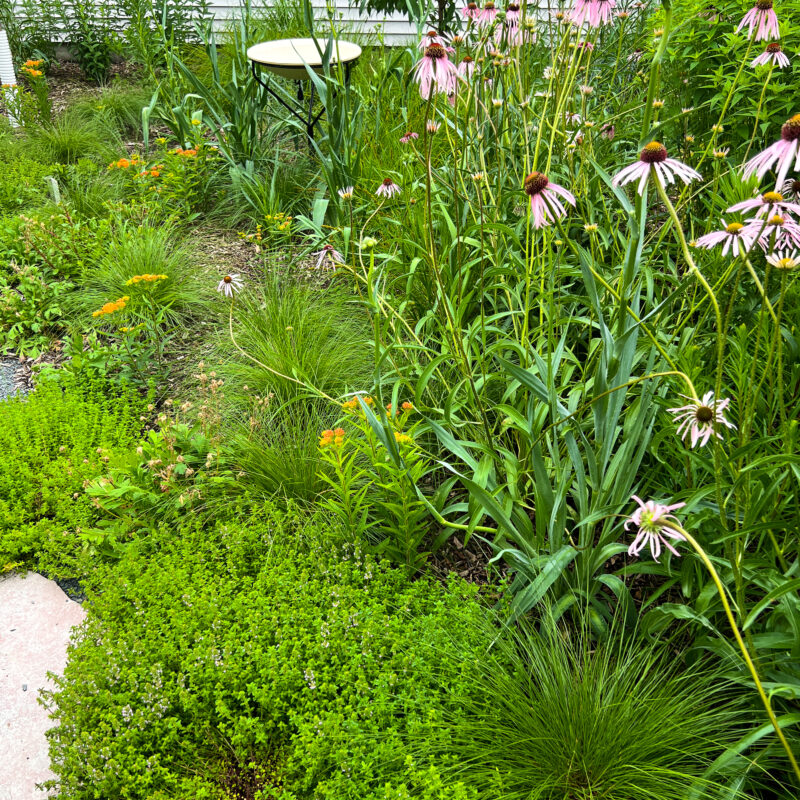 Front and Back Residential Pollinator Project